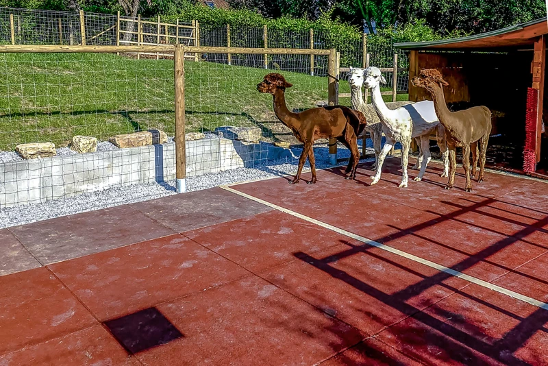 Een kleine groep van 4 alpacas staat in zijn verblijf voor het afdak. Het verblijf is volledig bedekt met roodgekleurde WARCO rubbergranulaat stalmatten.