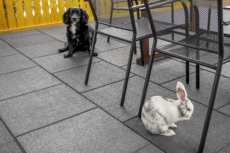Op een terras of groot balkon bedekt met vierkante grijze tegels zitten een zwarte hond en een wit konijn vredig bij elkaar.