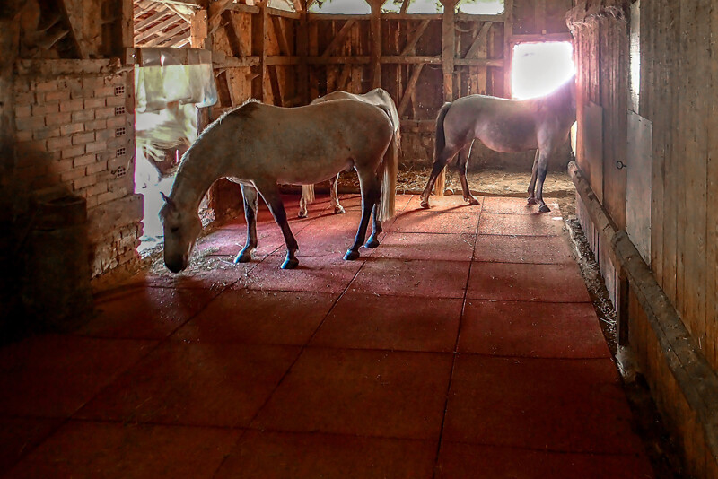 2 paarden staan op rode stalmatten van 1 x 1 meter in een stal die is omgebouwd tot open stal. Er ligt geen stalbedekking op de matten. Aan de achterkant is een paardentoilet dat dik bekleed is met stalbedekking.