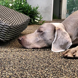 Weimaraner ontspannen liggend voor rieten stoel op vloerplaat