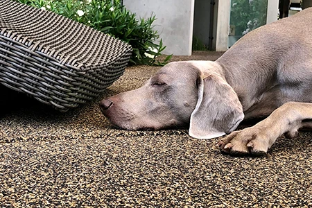 Weimaraner ontspannen liggend voor rieten stoel op vloerplaat